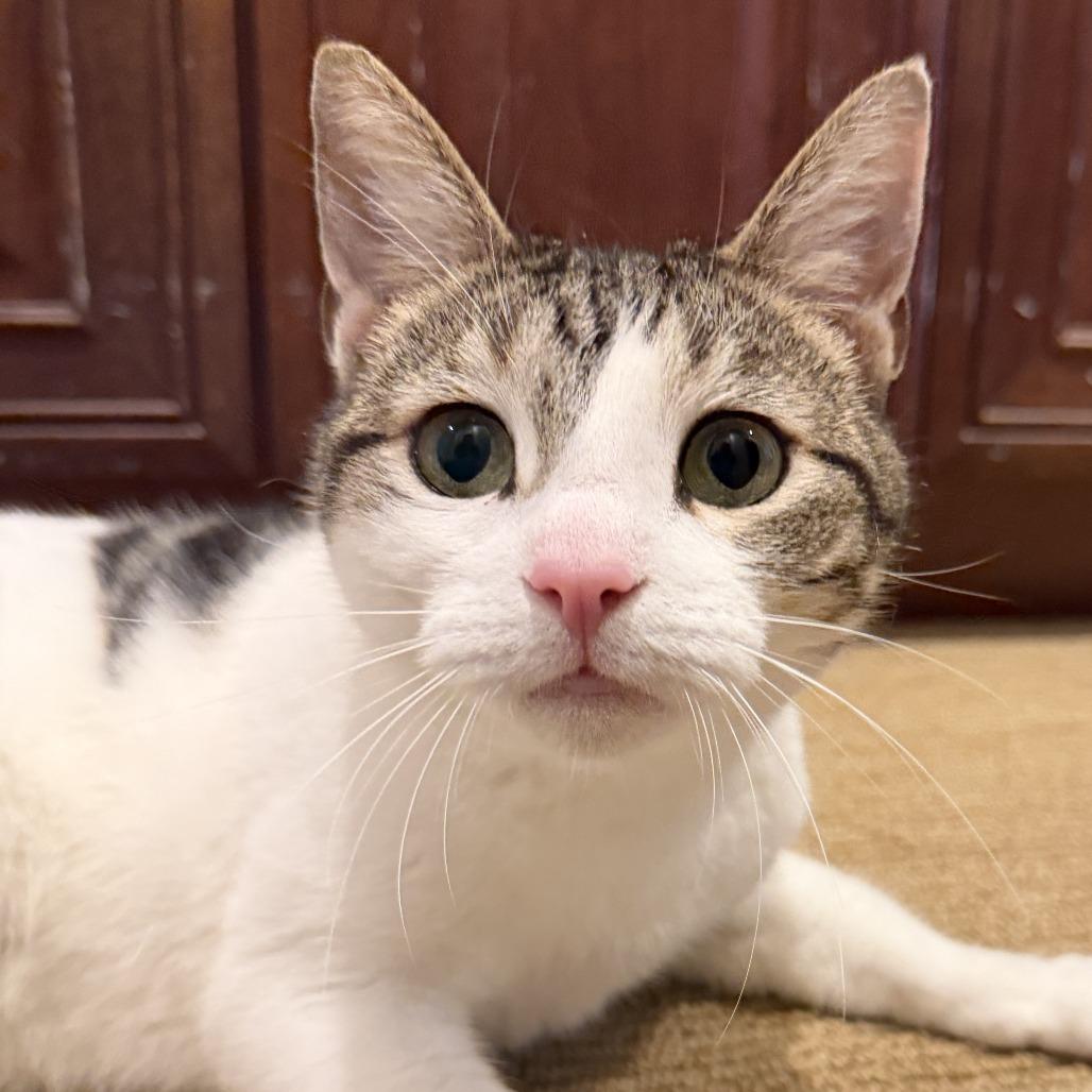 Ocean, a Adoptable Domestic Short Hair in San Diego, CA image 1/6