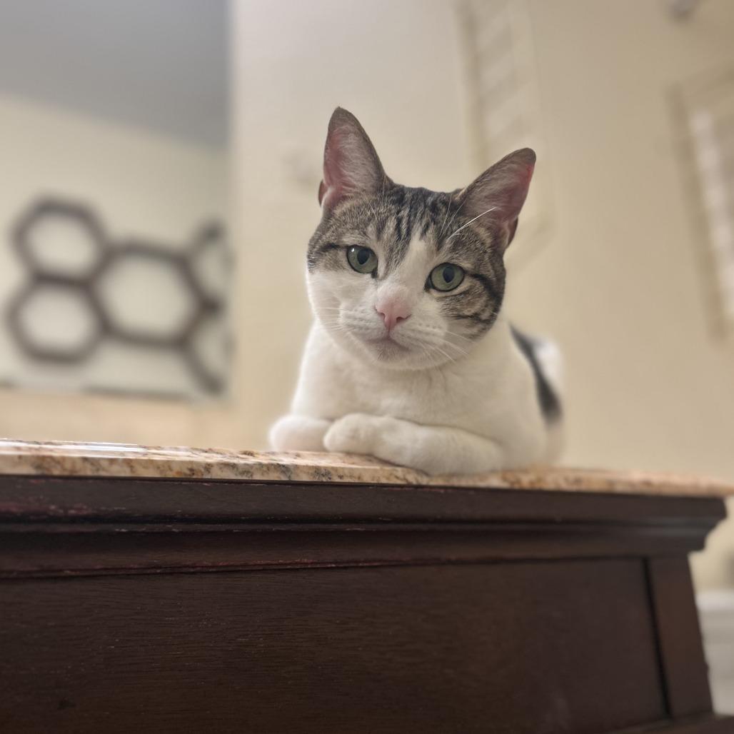 Ocean, a Adoptable Domestic Short Hair in San Diego, CA image 3/6