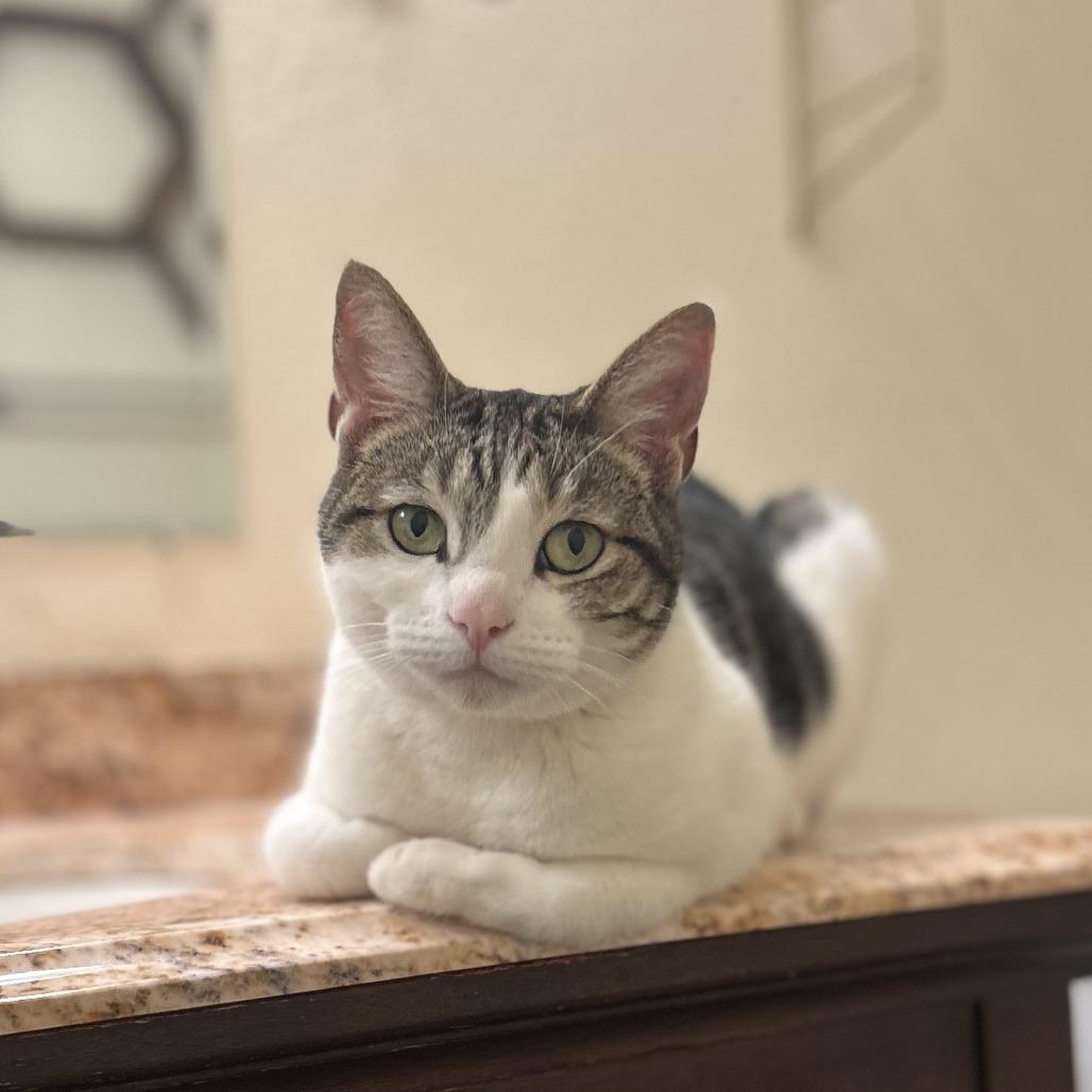 Ocean, a Adoptable Domestic Short Hair in San Diego, CA image 4/6