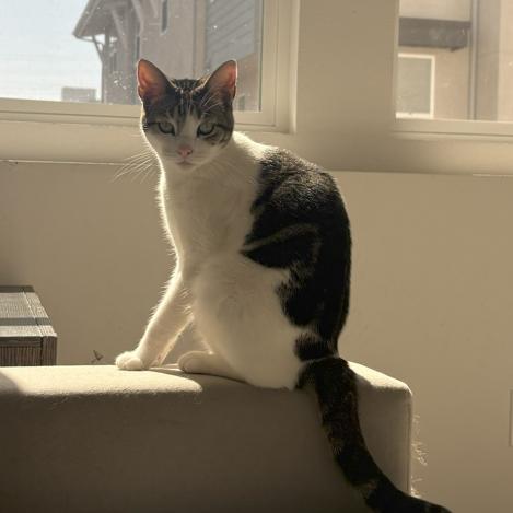 Enlarge Ocean, a Adoptable Domestic Short Hair in San Diego, CA image 4/6