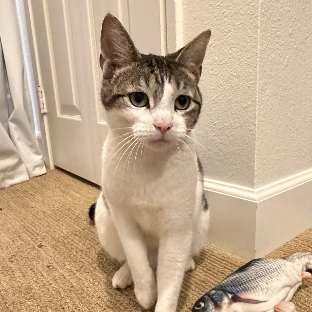 Ocean, a Adoptable Domestic Short Hair in San Diego, CA image 5/6