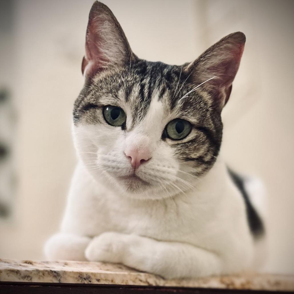 Ocean, a Adoptable Domestic Short Hair in San Diego, CA image 6/6