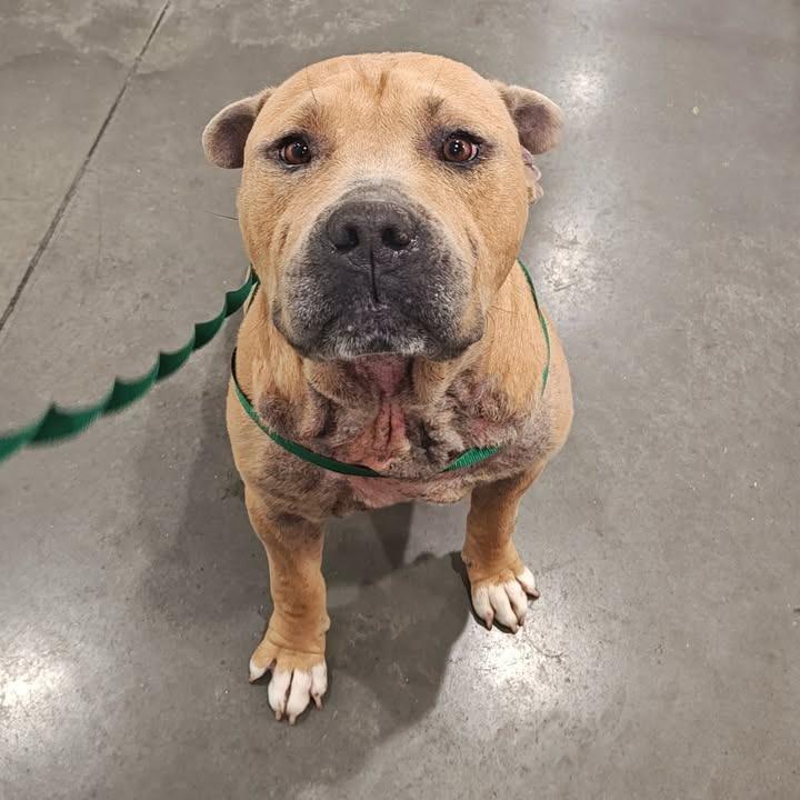 Roscoe, a Adoptable Pit Bull Terrier in Springdale, AR image 1/6