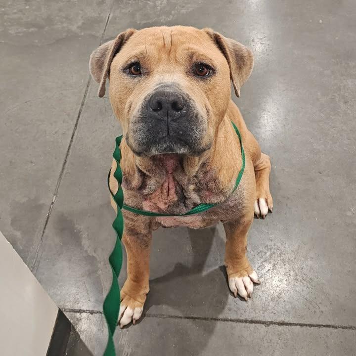 Roscoe, a Adoptable Pit Bull Terrier in Springdale, AR image 2/6