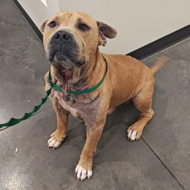 Roscoe, a Adoptable Pit Bull Terrier in Springdale, AR image 3/6