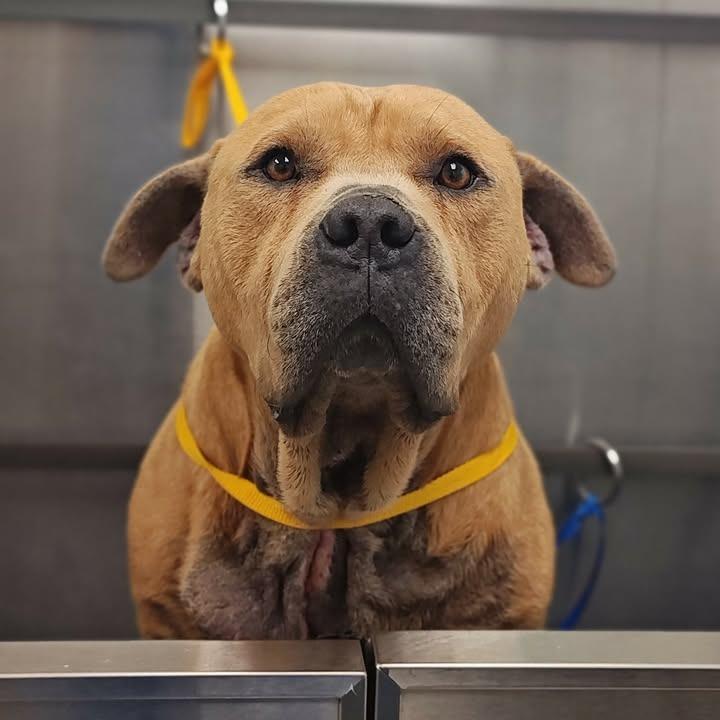 Roscoe, a Adoptable Pit Bull Terrier in Springdale, AR image 4/6