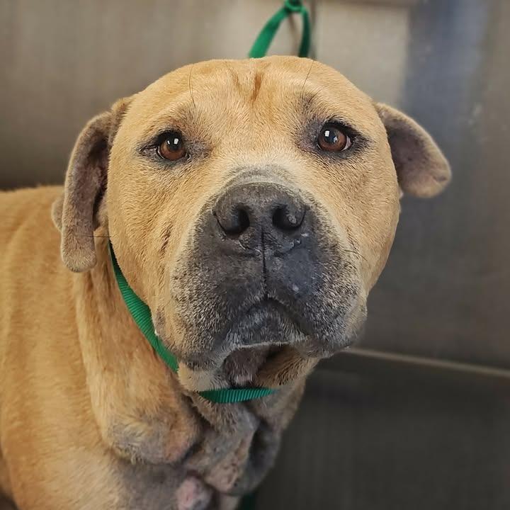 Roscoe, a Adoptable Pit Bull Terrier in Springdale, AR image 5/6
