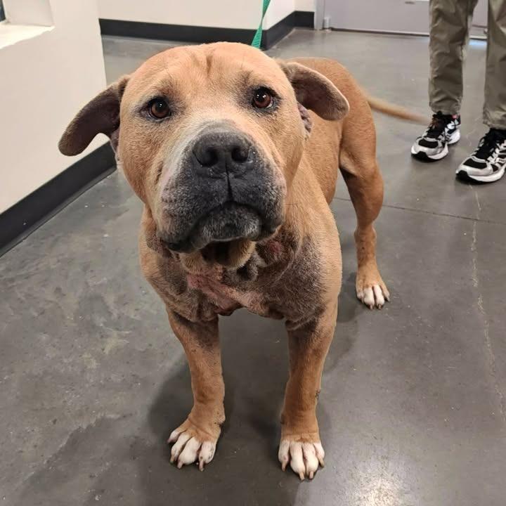 Roscoe, a Adoptable Pit Bull Terrier in Springdale, AR image 6/6