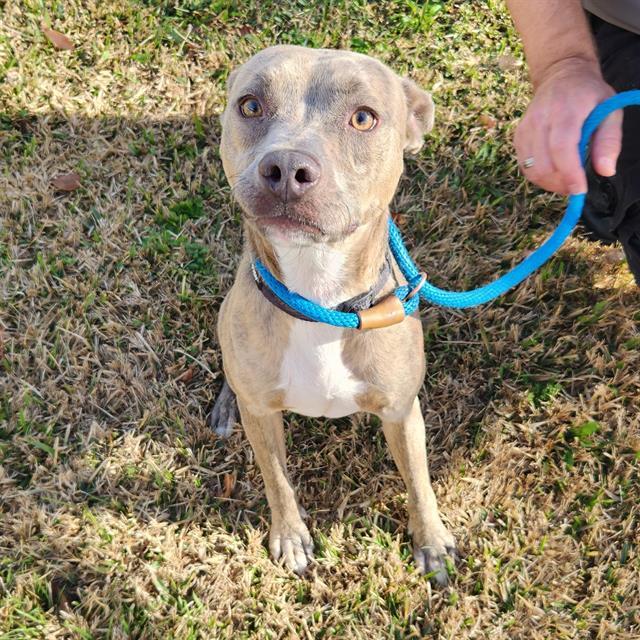 JAX, Adoptable, Adult Male Plott Hound.