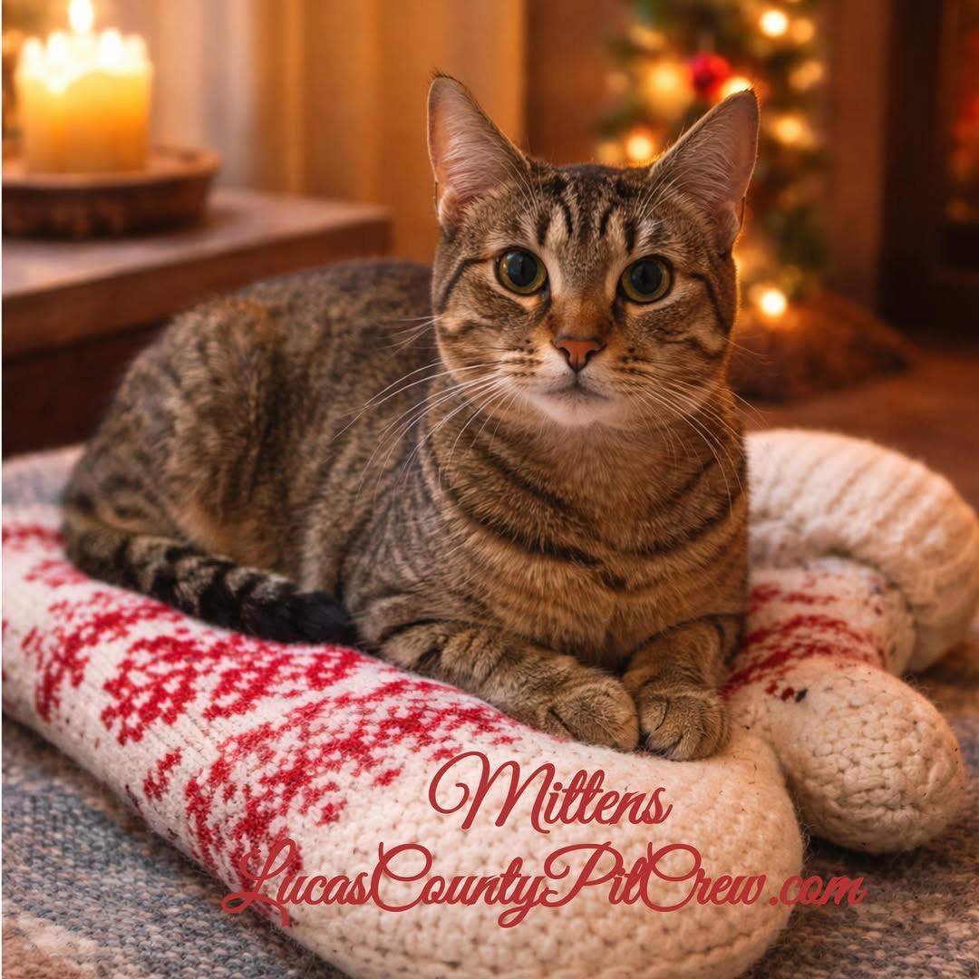 Mittens, ADOPTABLE, Kitten Female Tabby & American Shorthair.