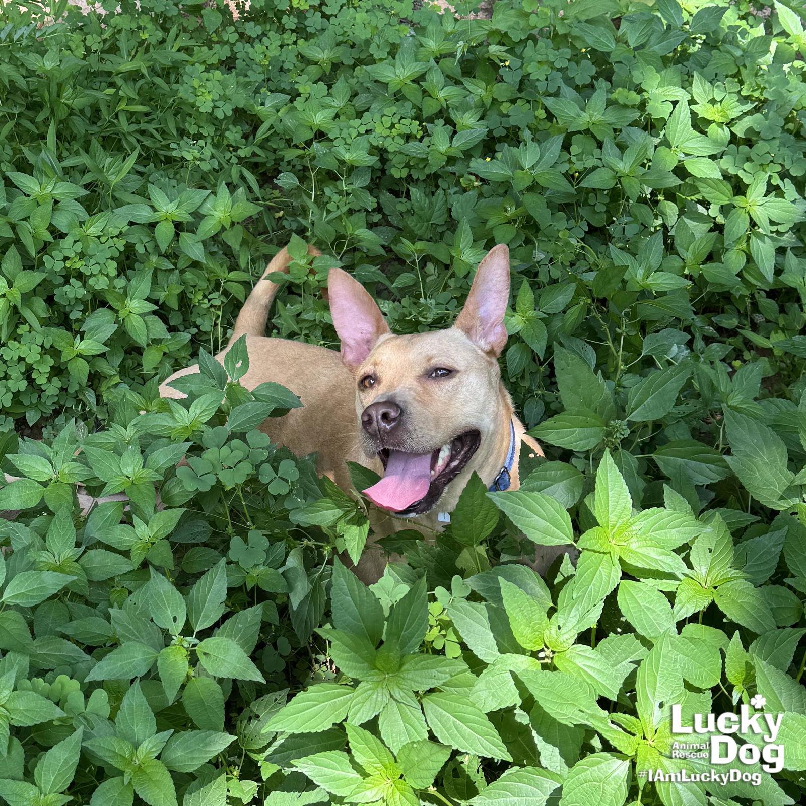 Enlarge Kimble, a Adoptable mixed breed in Washington, DC image 1/3