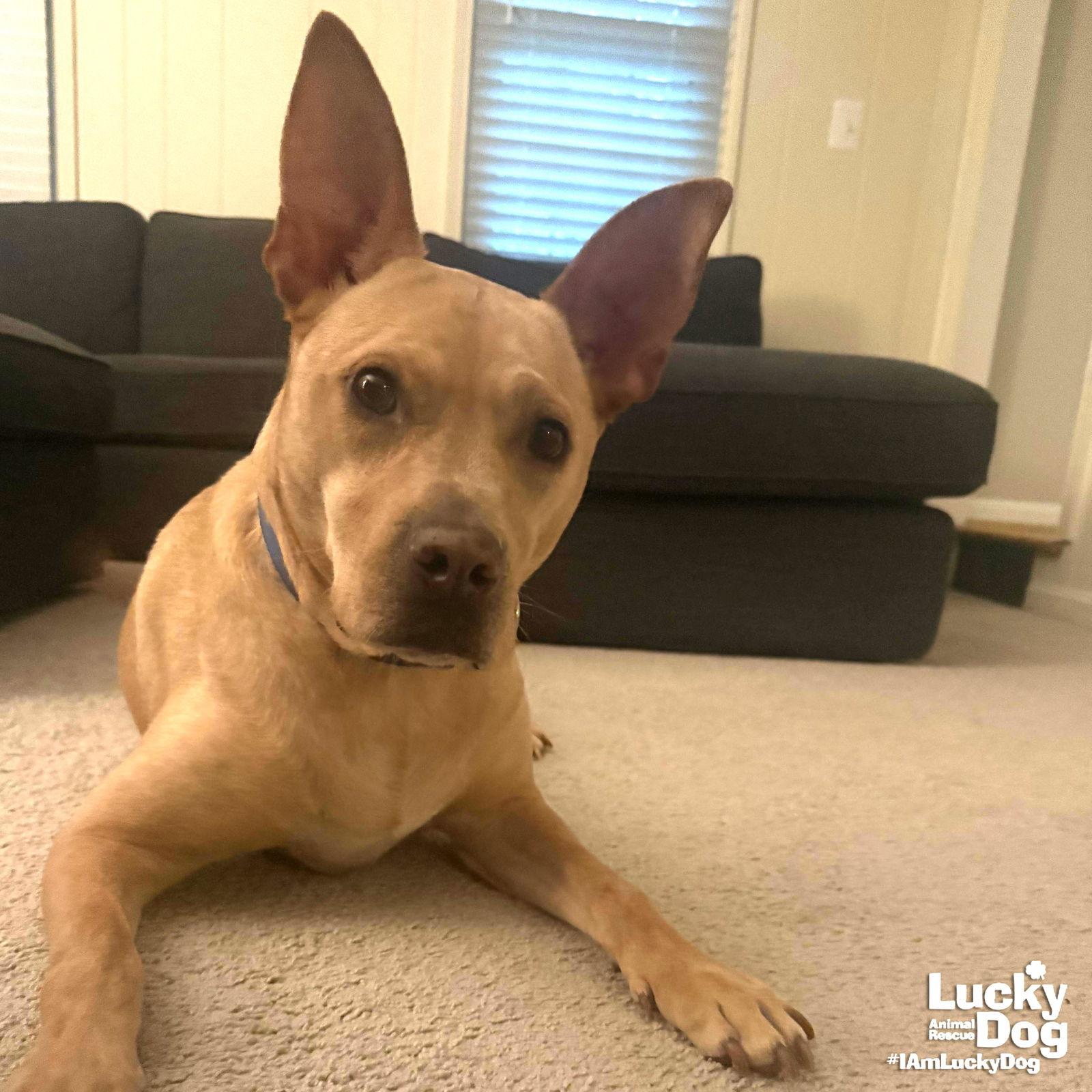 Enlarge Kimble, a Adoptable mixed breed in Washington, DC image 2/3