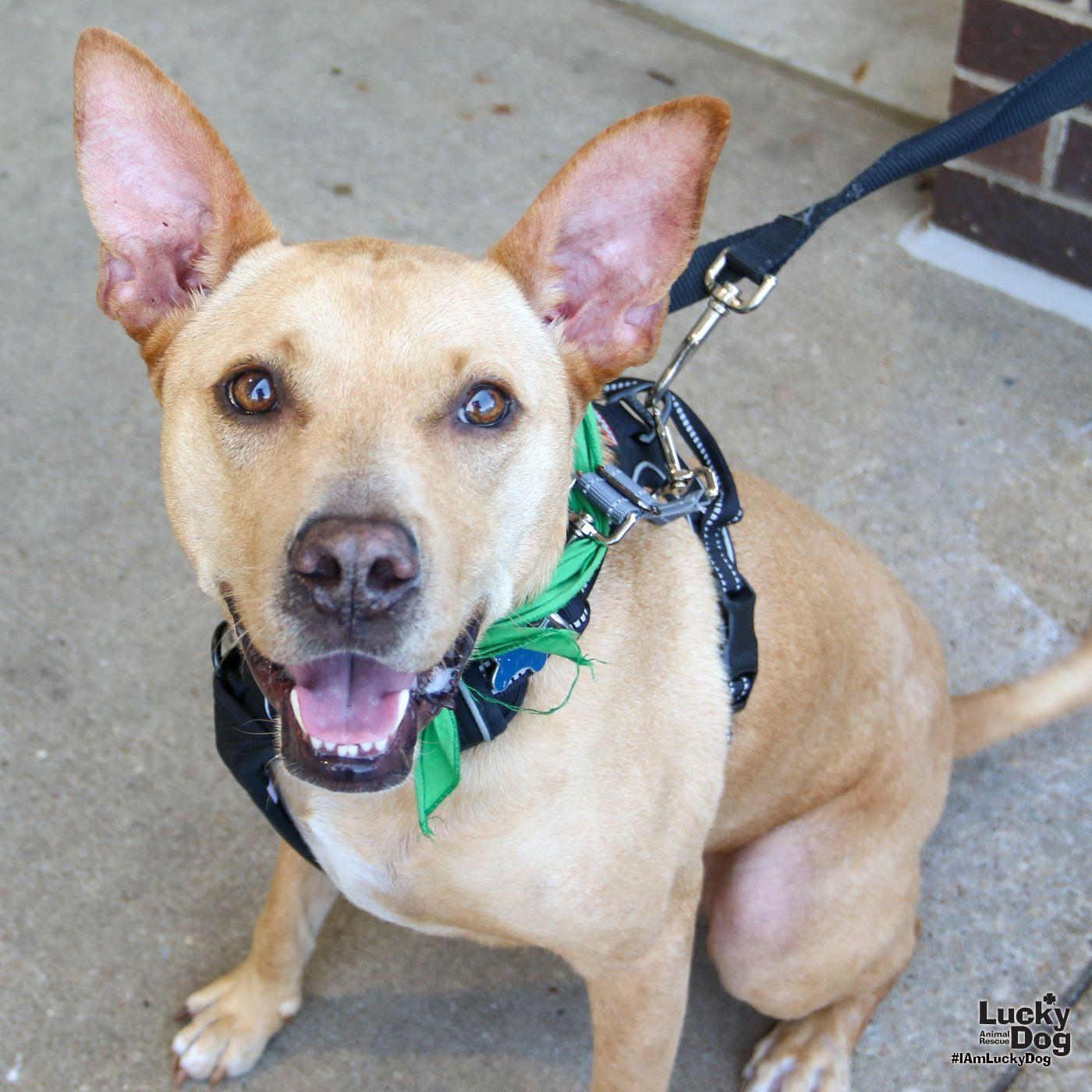 Enlarge Kimble, a Adoptable mixed breed in Washington, DC image 3/3