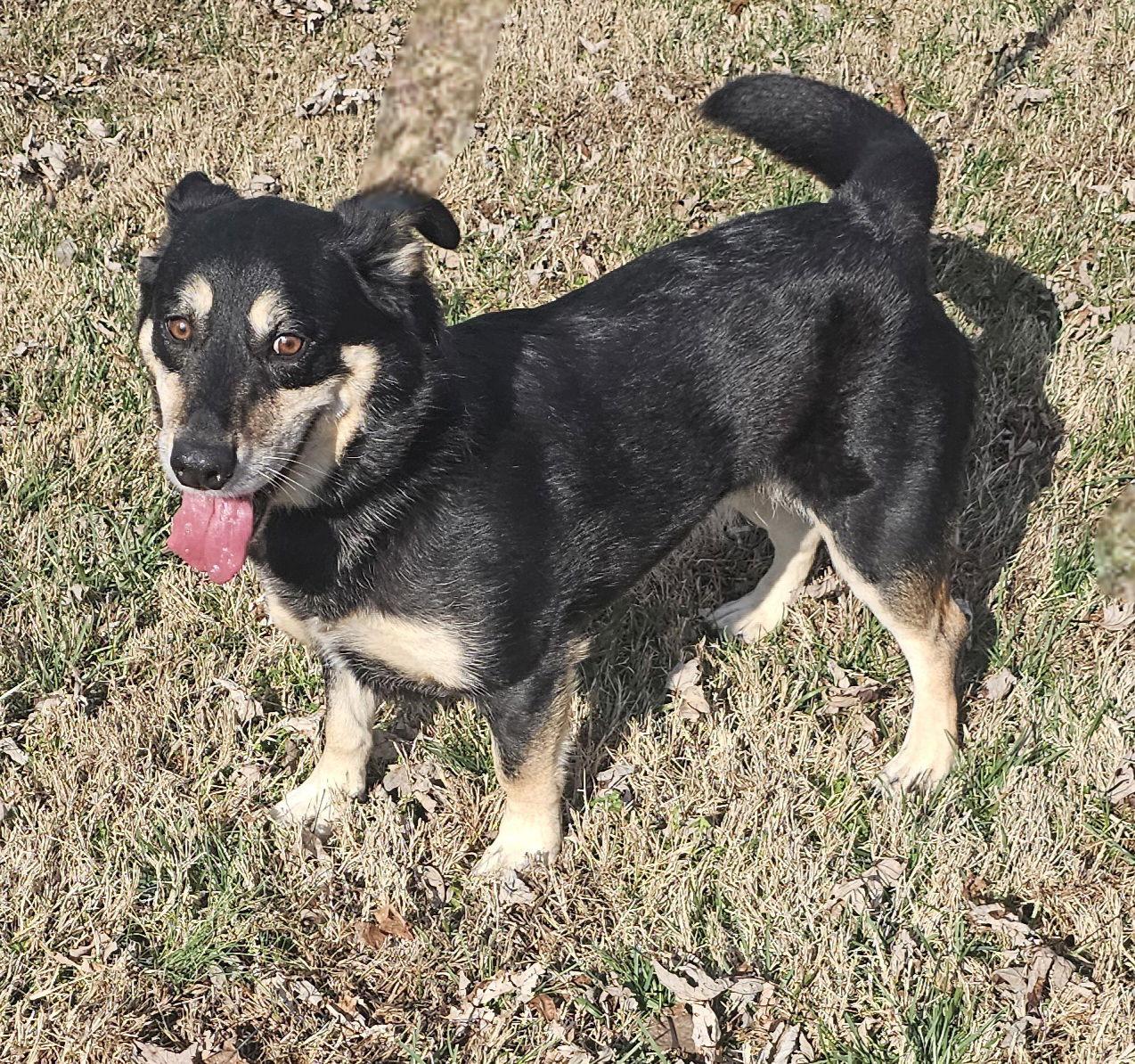 Nala  Family Dog thumbnail 2