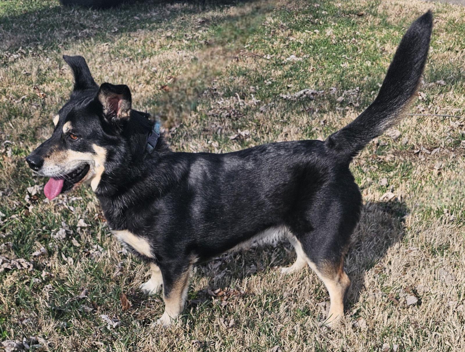 Nala  Family Dog thumbnail 3