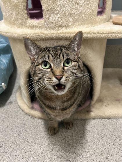 Naima, Adoptable, Adult Female Domestic Short Hair & Domestic Short Hair.