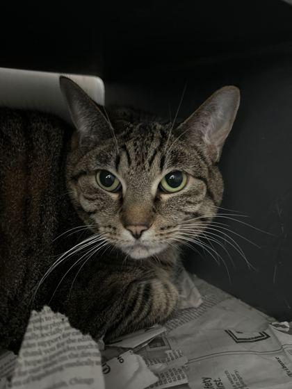 Enlarge Naima, a Adoptable mixed breed in Chicago, IL image 2/3