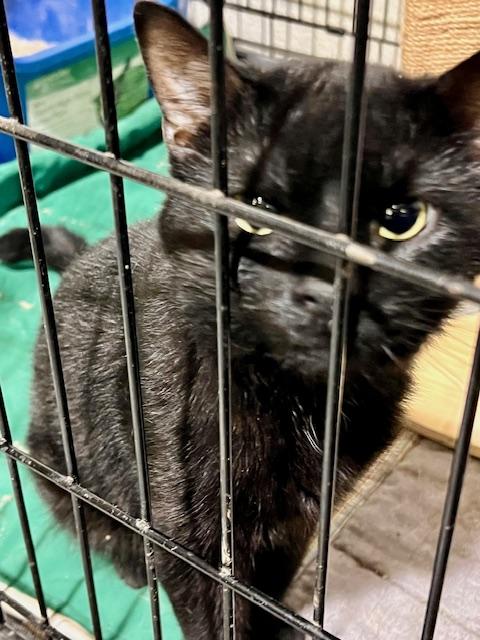 PHANTOM, Adoptable, Young Male Domestic Short Hair.