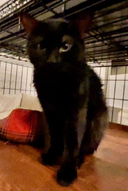 PHANTOM, a Adoptable Domestic Short Hair in Lake Ozark, MO image 1/3