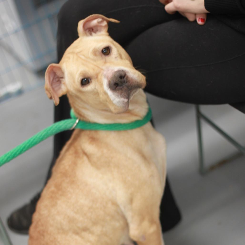 Sunny Girl, Adoptable, Adult Female Mixed Breed.