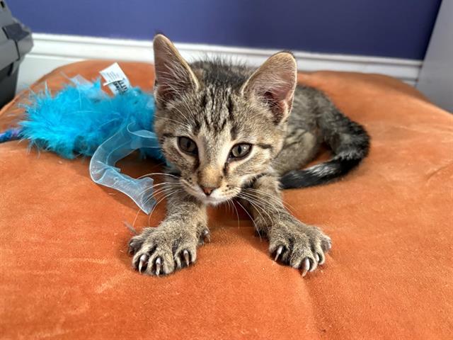 LINK, Adoptable, Kitten Male Domestic Short Hair.