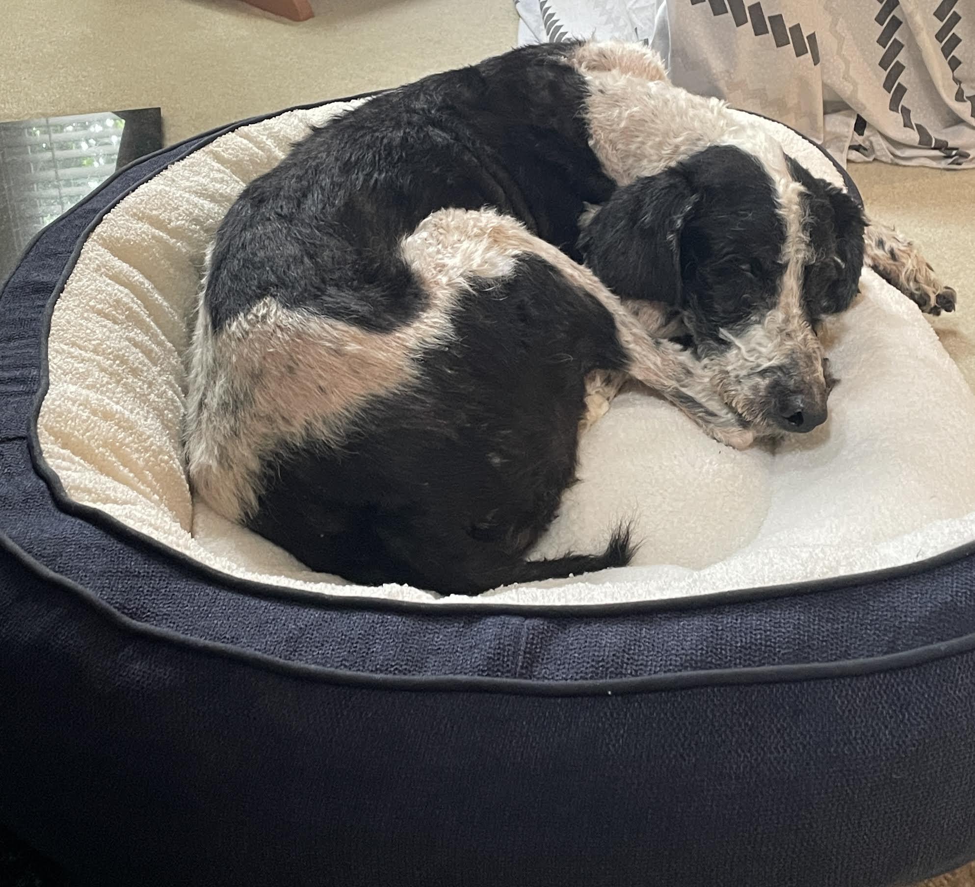 Pingu, an adopted mixed breed in Cumming, GA image 4/6
