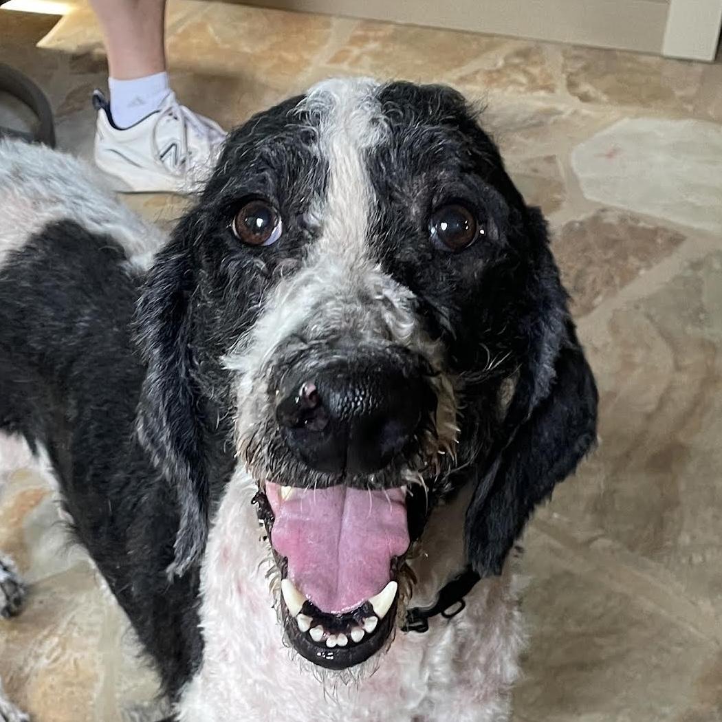 Pingu, an adopted mixed breed in Cumming, GA image 2/6