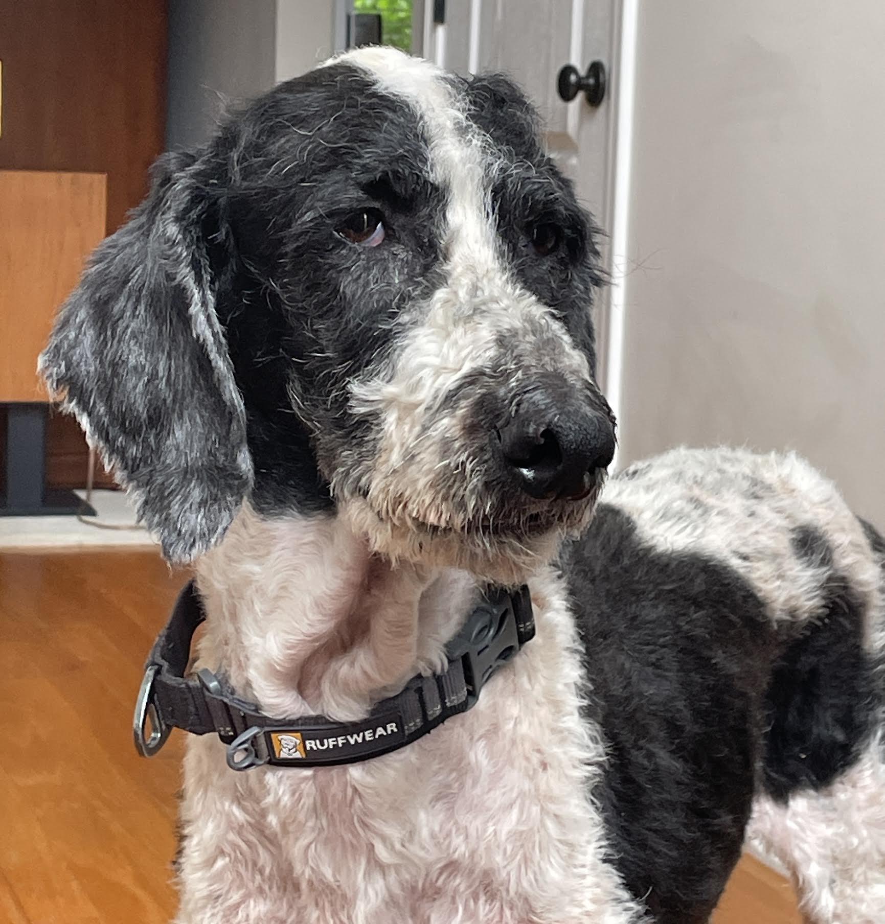 Pingu, an adopted mixed breed in Cumming, GA image 3/6