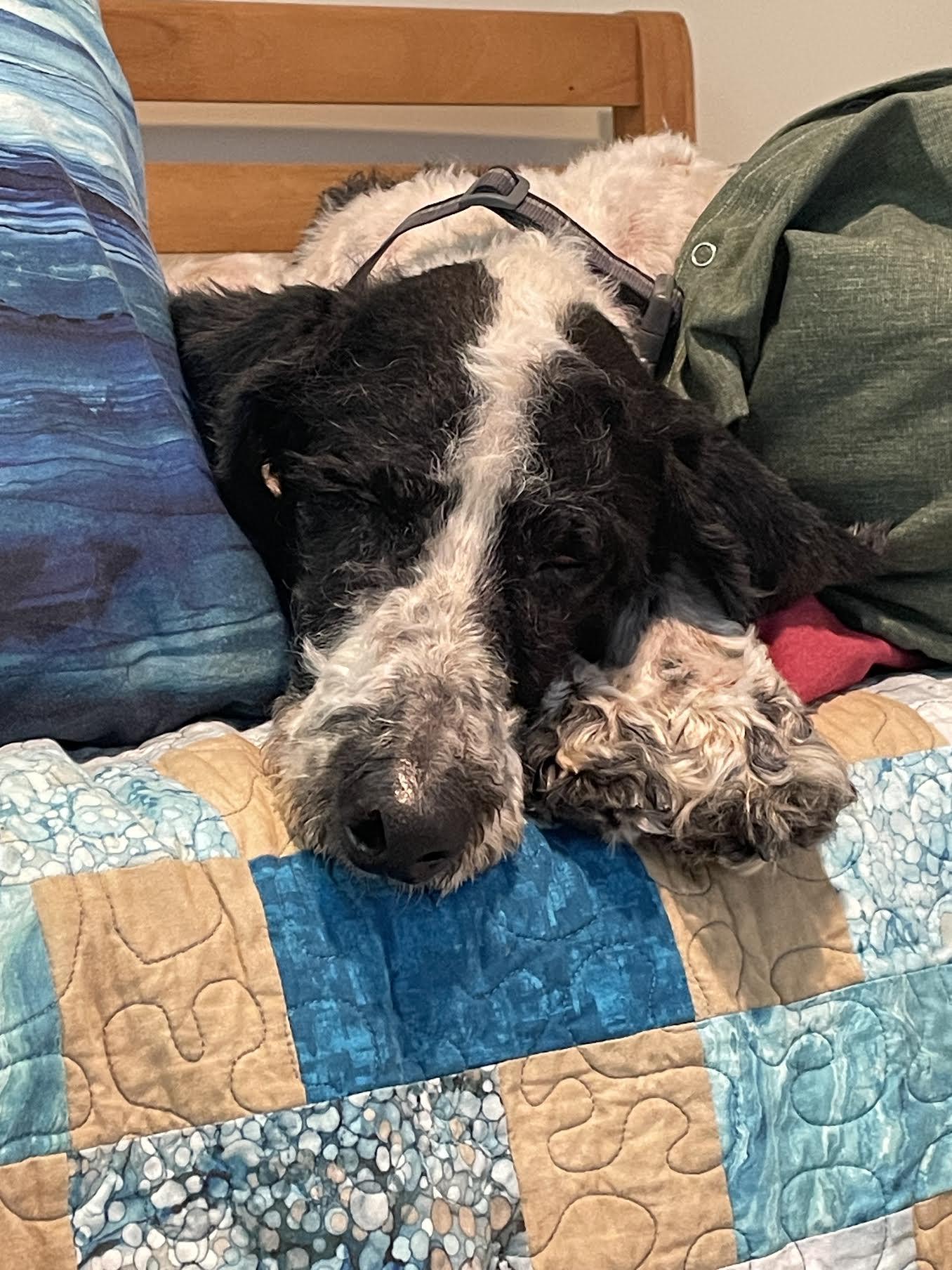 Pingu, an adopted mixed breed in Cumming, GA image 6/6