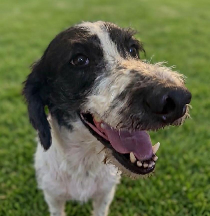 Pingu, an adopted mixed breed in Cumming, GA image 1/6