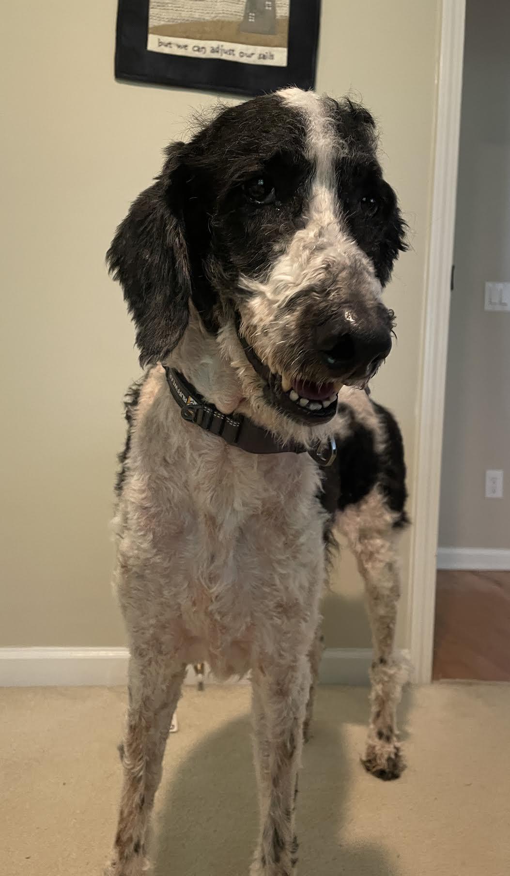 Pingu, an adopted mixed breed in Cumming, GA image 5/6