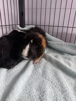 Bandit, Adoptable, Adult Male Guinea Pig.