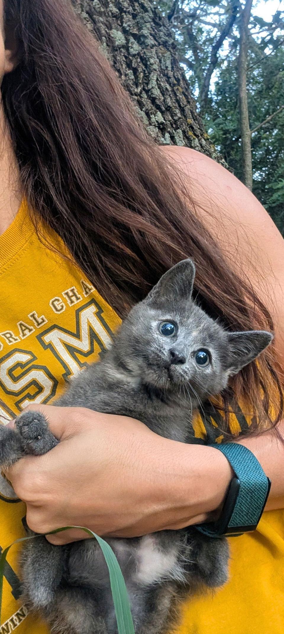 Enlarge Rosie, a Adoptable Domestic Short Hair in Fort Worth, TX image 2/3