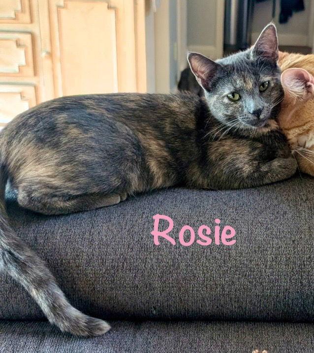 Enlarge Rosie, a Adoptable Domestic Short Hair in Fort Worth, TX image 3/3