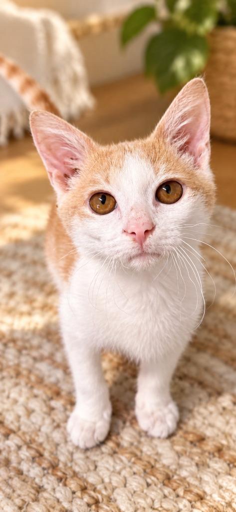 Enlarge Floki Fishbreath, a Adoptable Domestic Short Hair in East Ridge, TN image 1/4