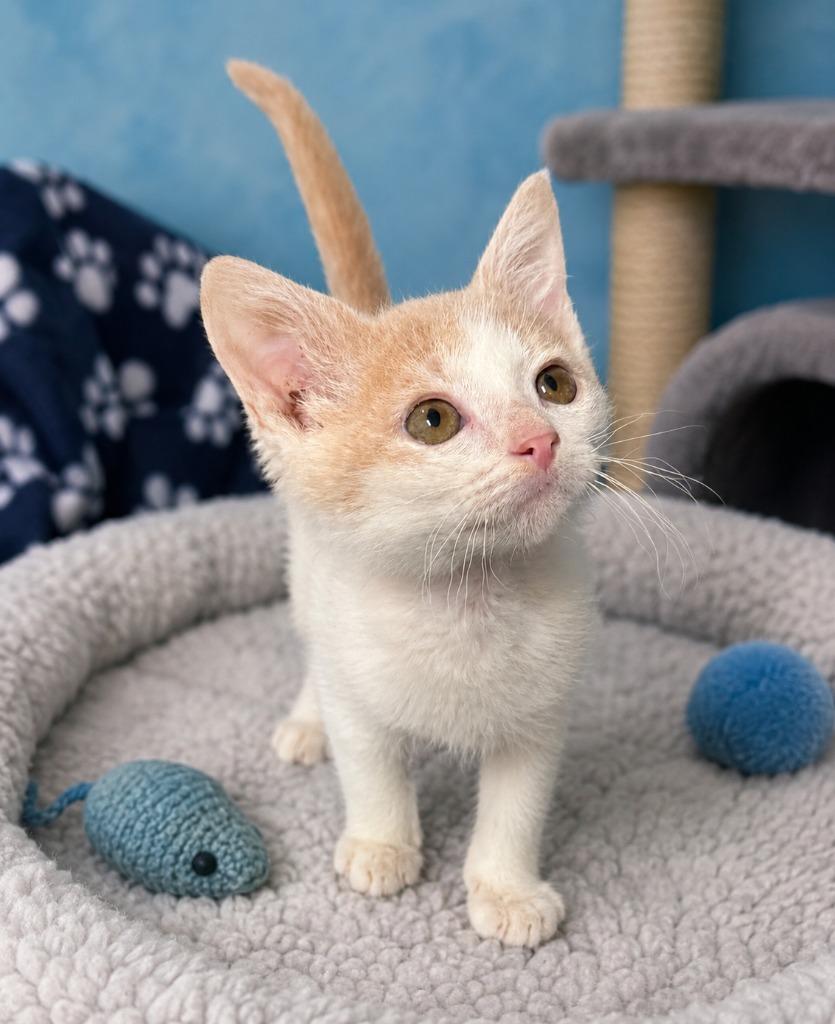 Enlarge Floki Fishbreath, a Adoptable Domestic Short Hair in East Ridge, TN image 2/4