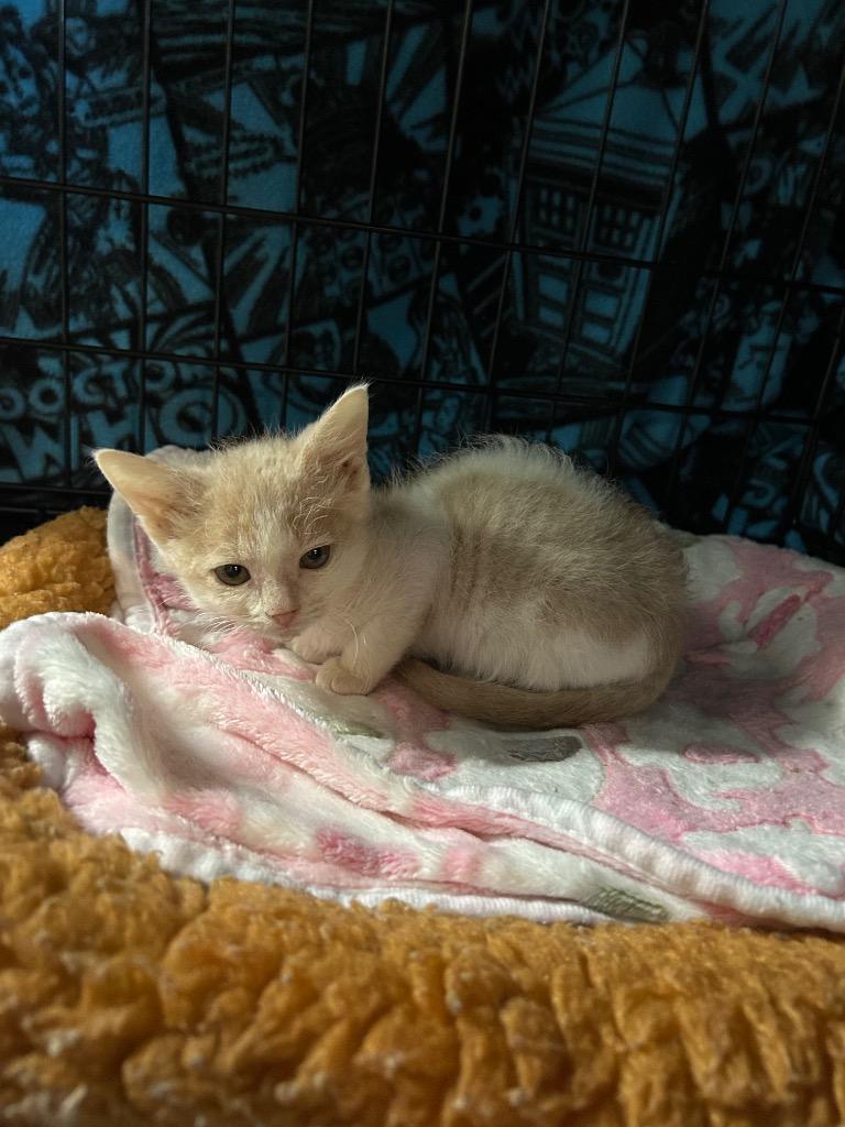 Enlarge Floki Fishbreath, a Adoptable Domestic Short Hair in East Ridge, TN image 3/4