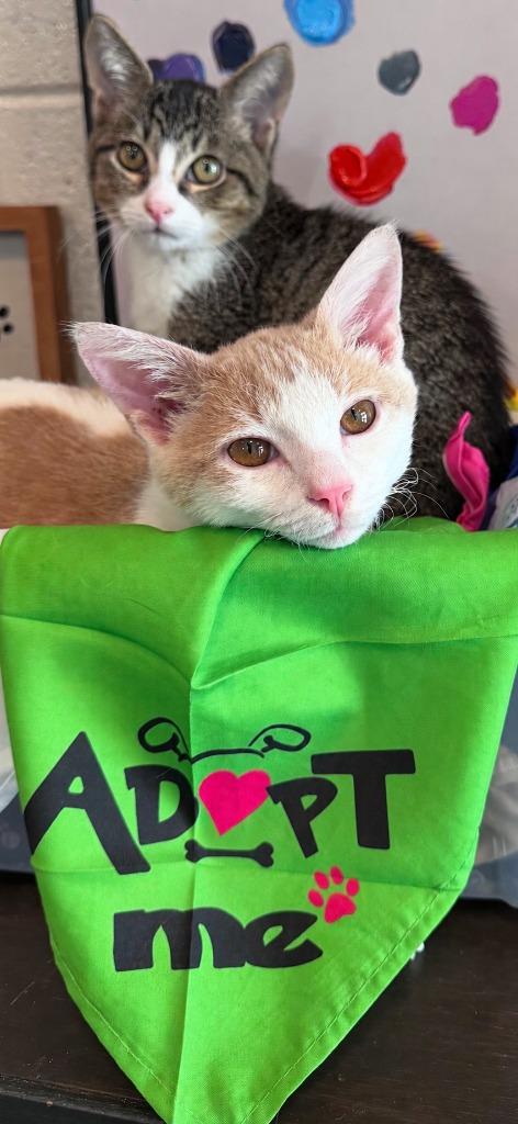 Enlarge Floki Fishbreath, a Adoptable Domestic Short Hair in East Ridge, TN image 4/4