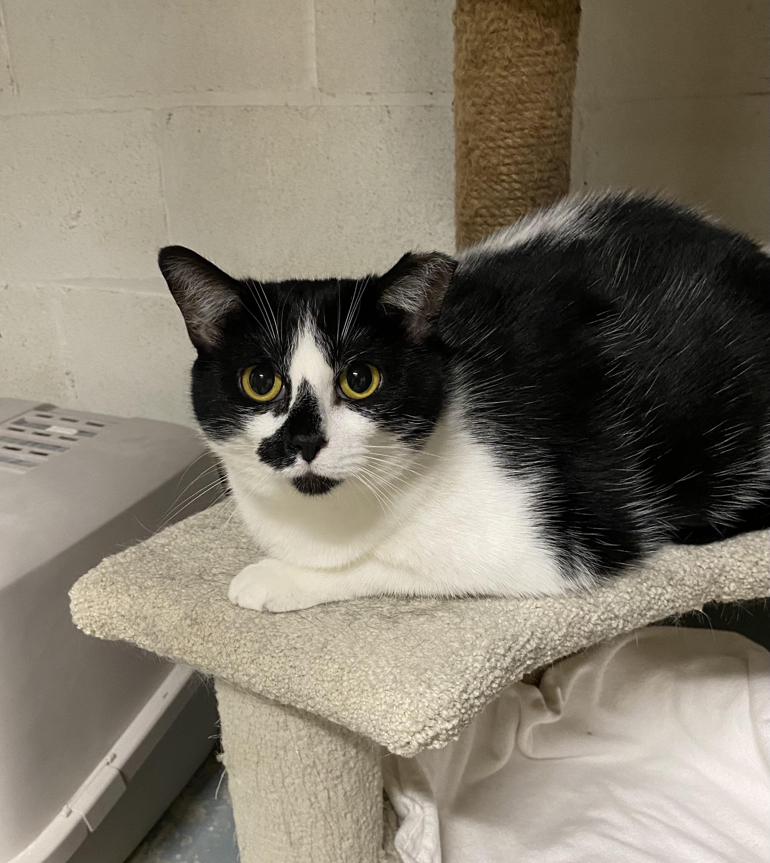 Minnie, a ADOPTABLE mixed breed in Independence, OH image 1/2