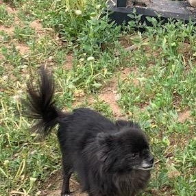 Zuri, an adoptable Pomeranian in Thayne, WY, 83127 | Photo Image 2