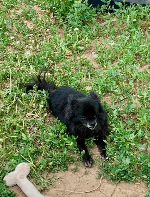 Zuri, an adoptable Pomeranian in Thayne, WY, 83127 | Photo Image 3
