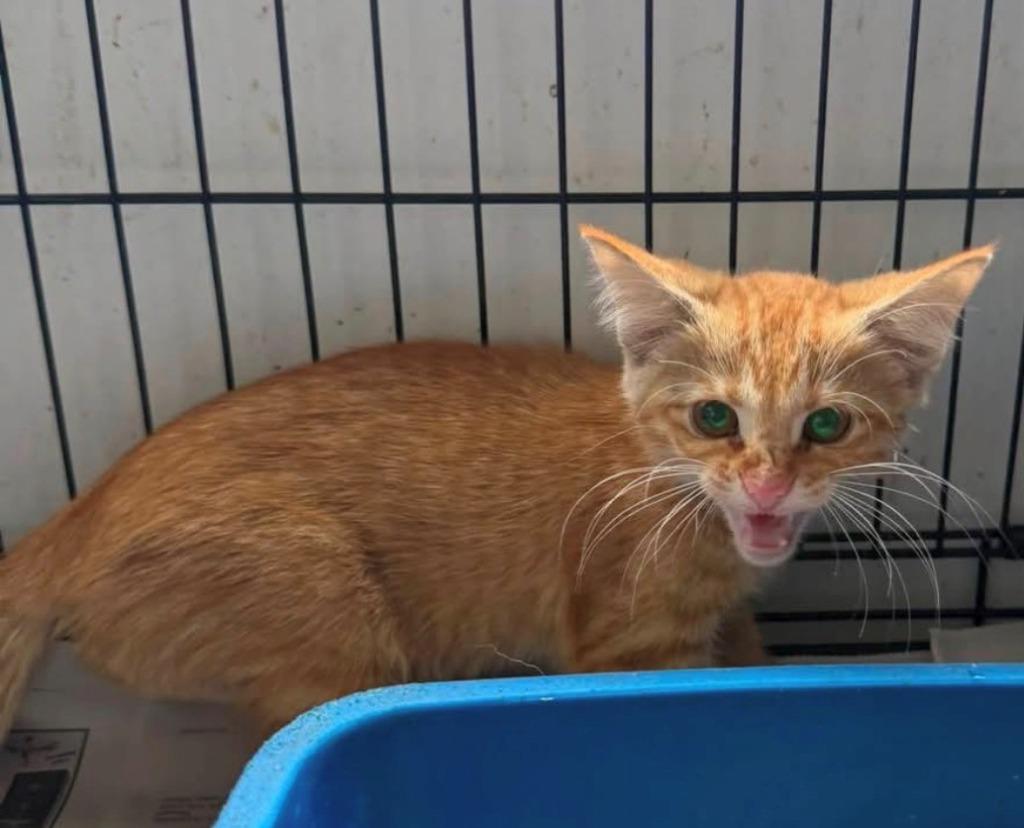Walton, Adoptable, Kitten Male Domestic Long Hair.