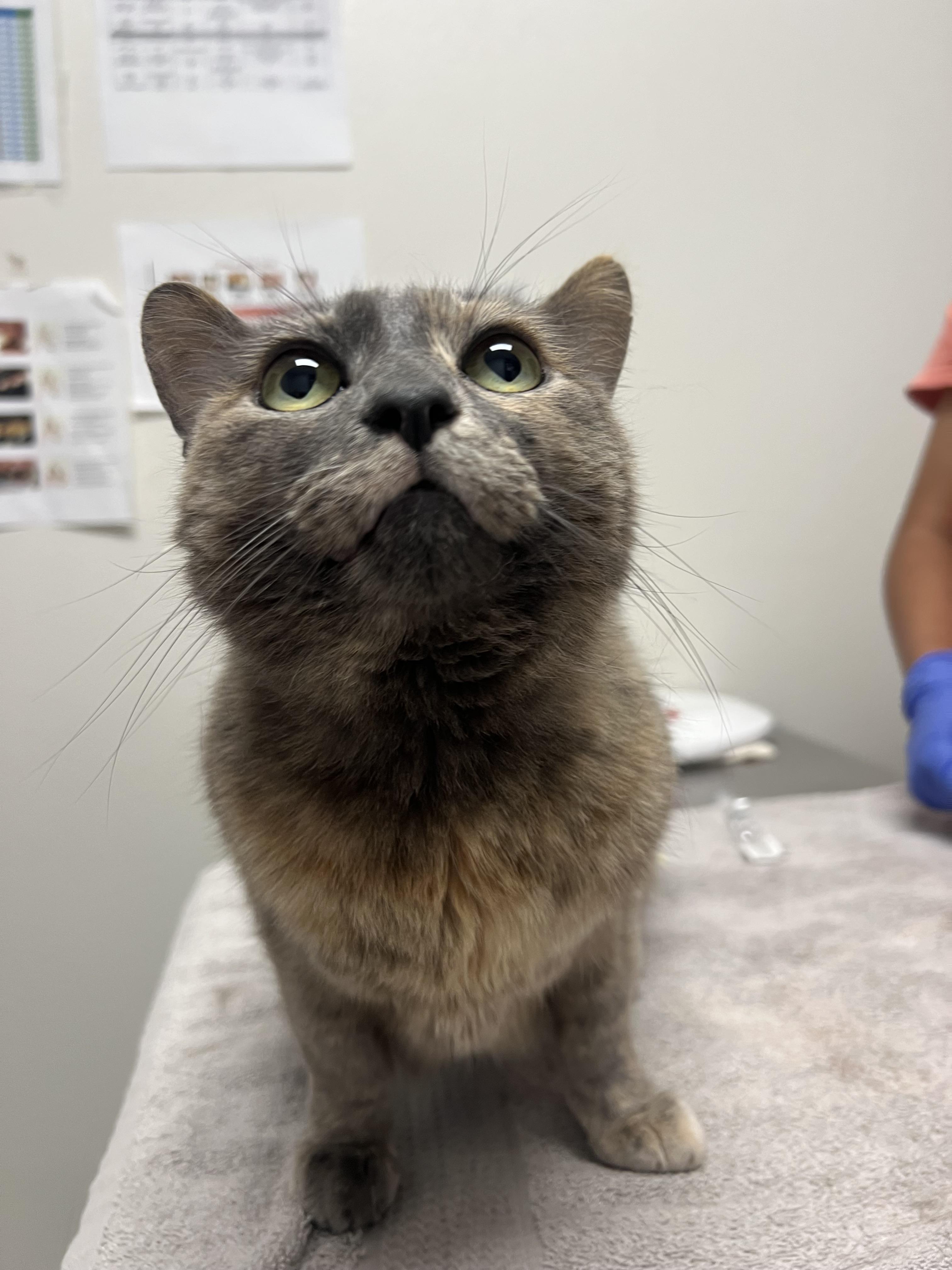 Poppy, Adoptable, Adult Female Domestic Short Hair.