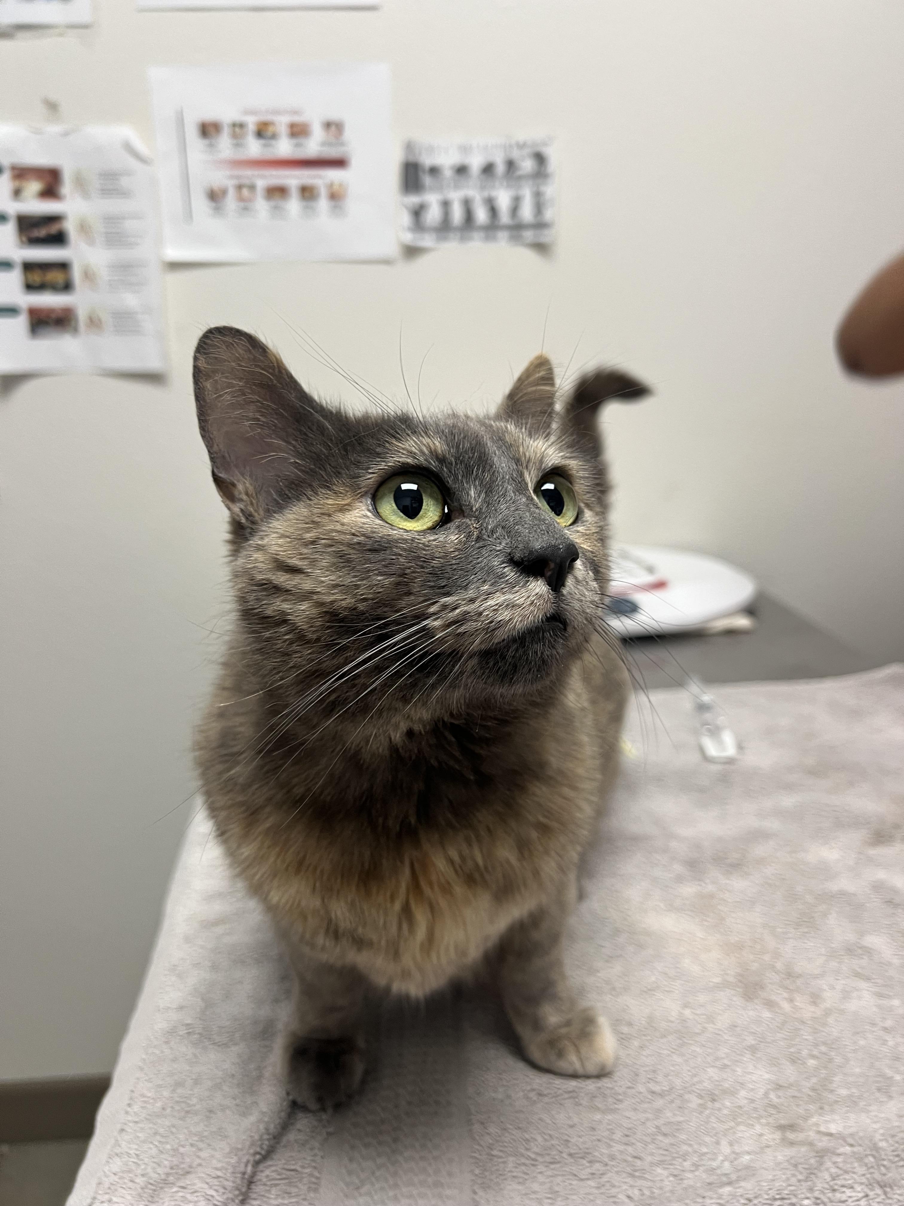 Enlarge Poppy, a Adoptable mixed breed in Chico, CA image 2/5