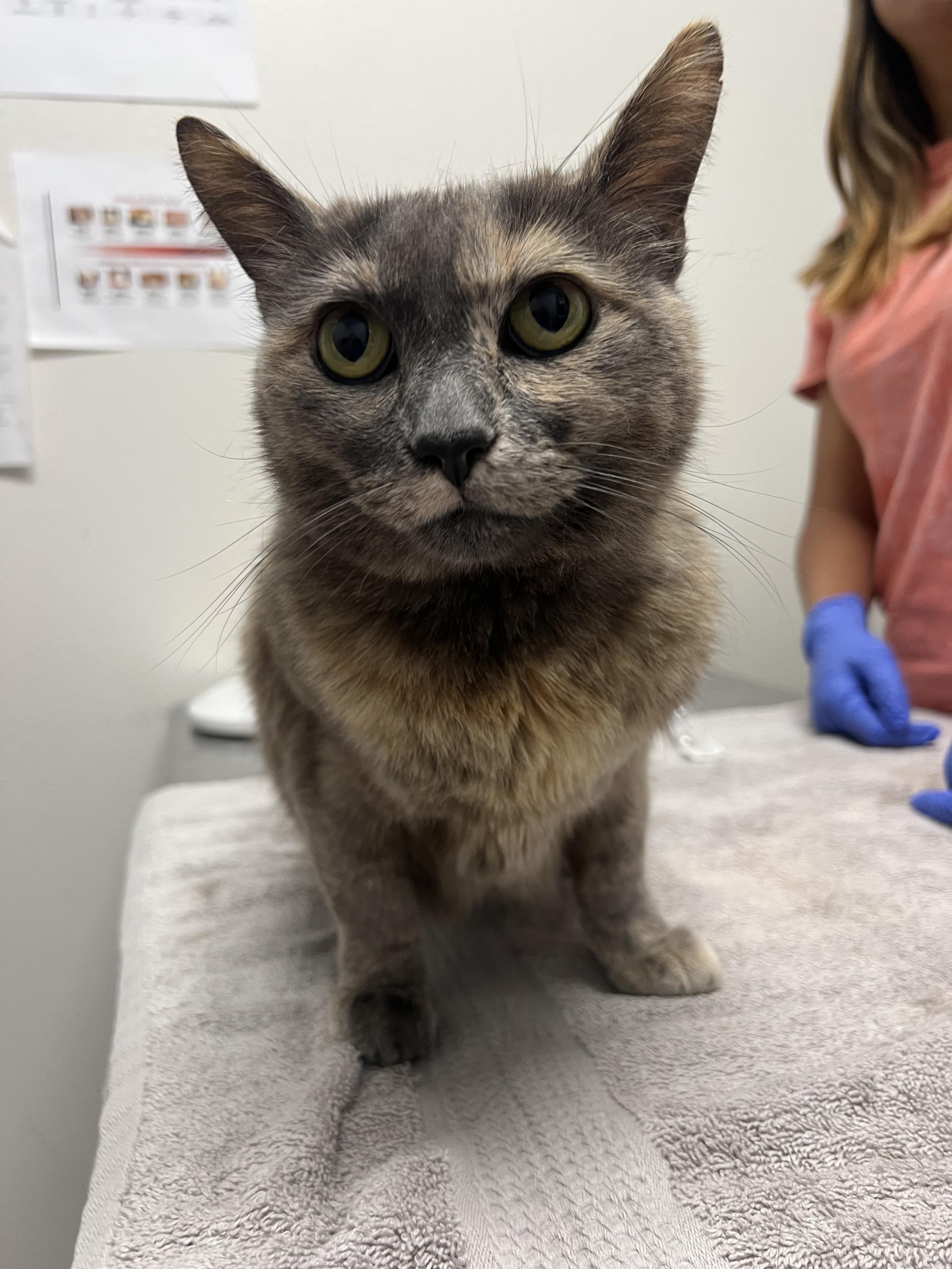 Enlarge Poppy, a Adoptable mixed breed in Chico, CA image 3/5