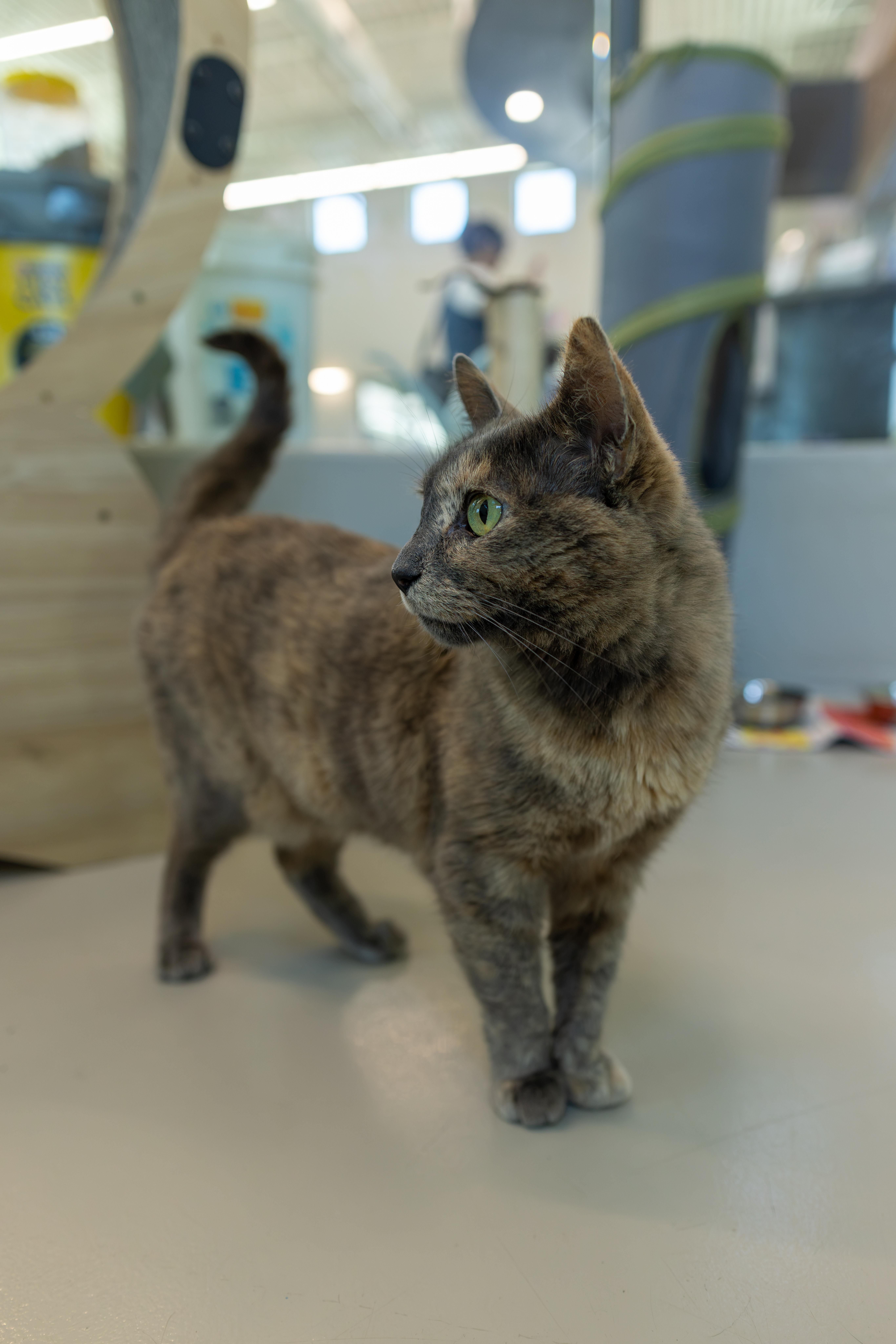 Enlarge Poppy, a Adoptable mixed breed in Chico, CA image 4/5