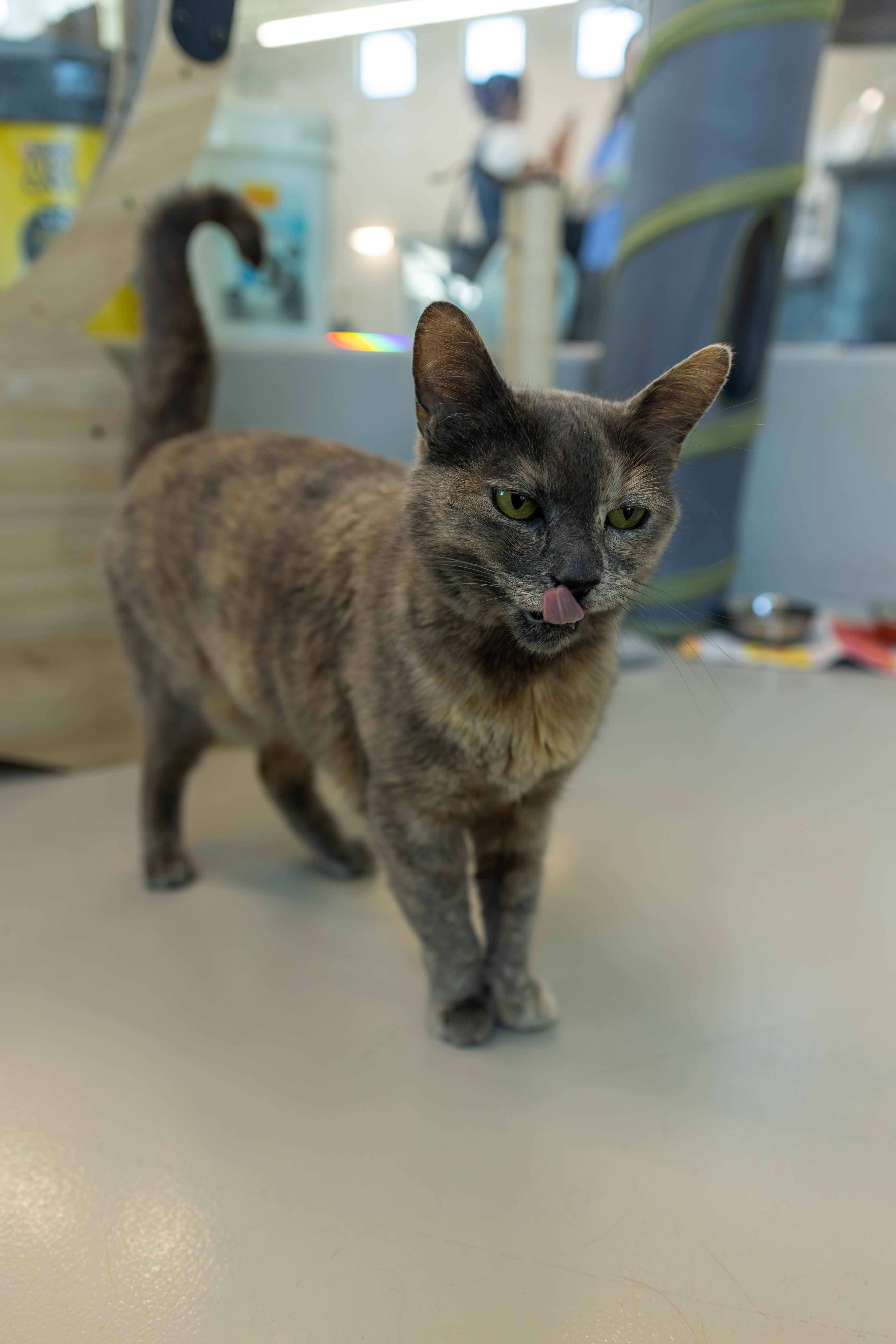 Enlarge Poppy, a Adoptable mixed breed in Chico, CA image 5/5