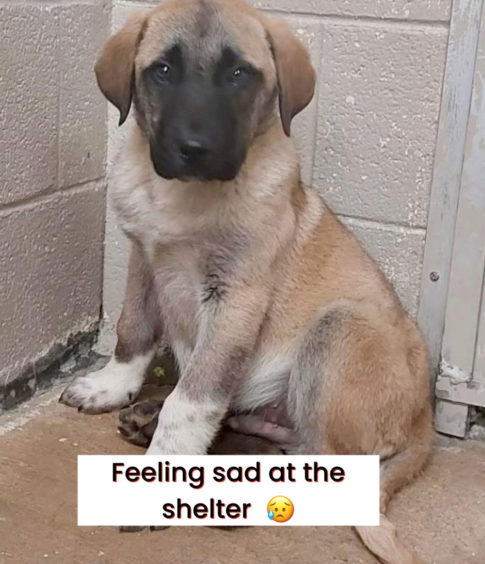 Hudson, adopted, Puppy Male Anatolian Shepherd.