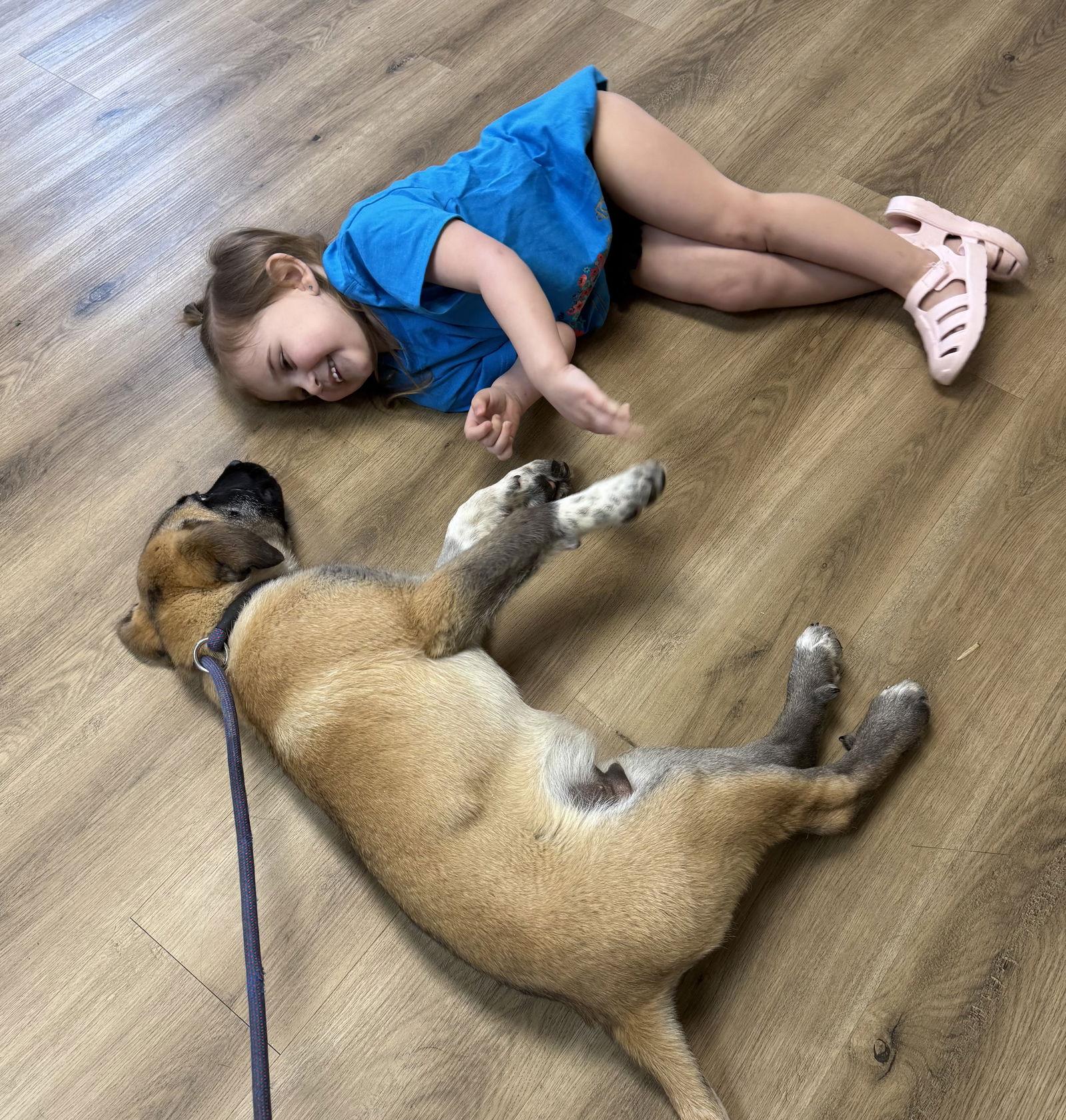 Enlarge Hudson, an adopted mixed breed in Pottstown, PA image 3/3