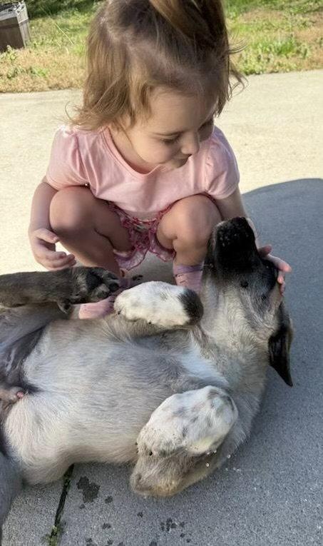 Enlarge Hudson, an adopted mixed breed in Pottstown, PA image 2/3